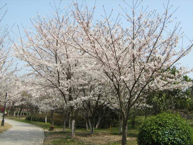 樱花苗樱花树苗日本樱花树苗嫁接早樱晚樱樱花小苗绿化苗当年开花