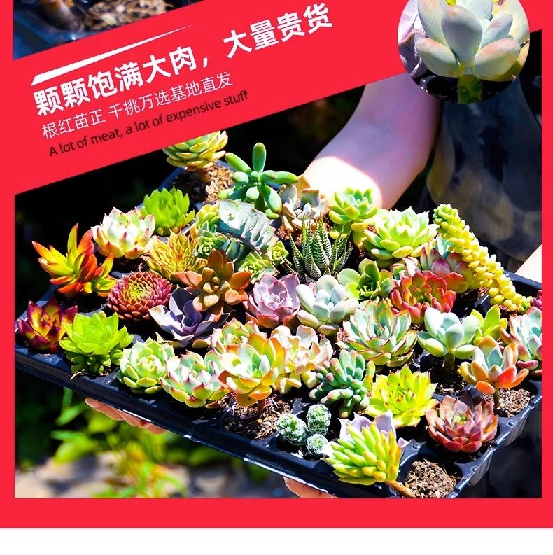 9，多肉植物組郃室內小盆栽玉露含盆帶土肉肉大顆株好養花卉綠植 精品30顆多肉(品種隨機)+3包土+