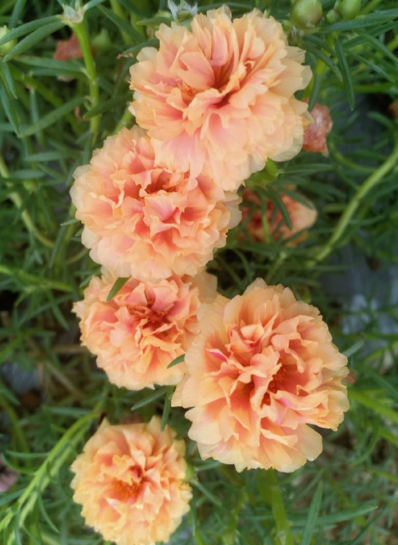 泰国进口新品种重瓣太阳花苗花卉盆栽宿根太阳条四季开花【11月30日发