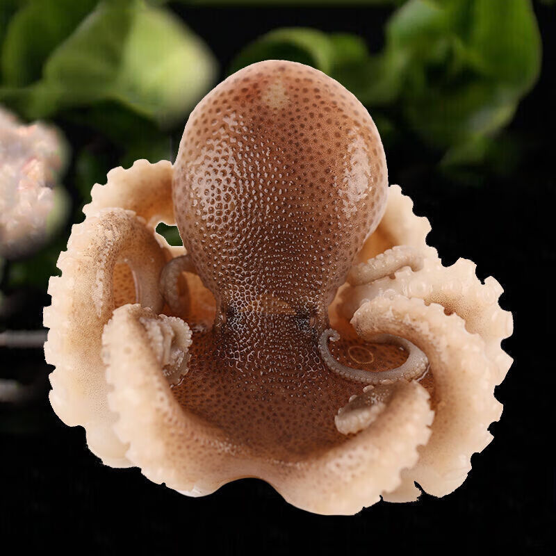 新鲜海捕短腿八爪鱼鲜活速冻迷你八爪鱼翻花小章鱼去牙去脏八爪鱼 去