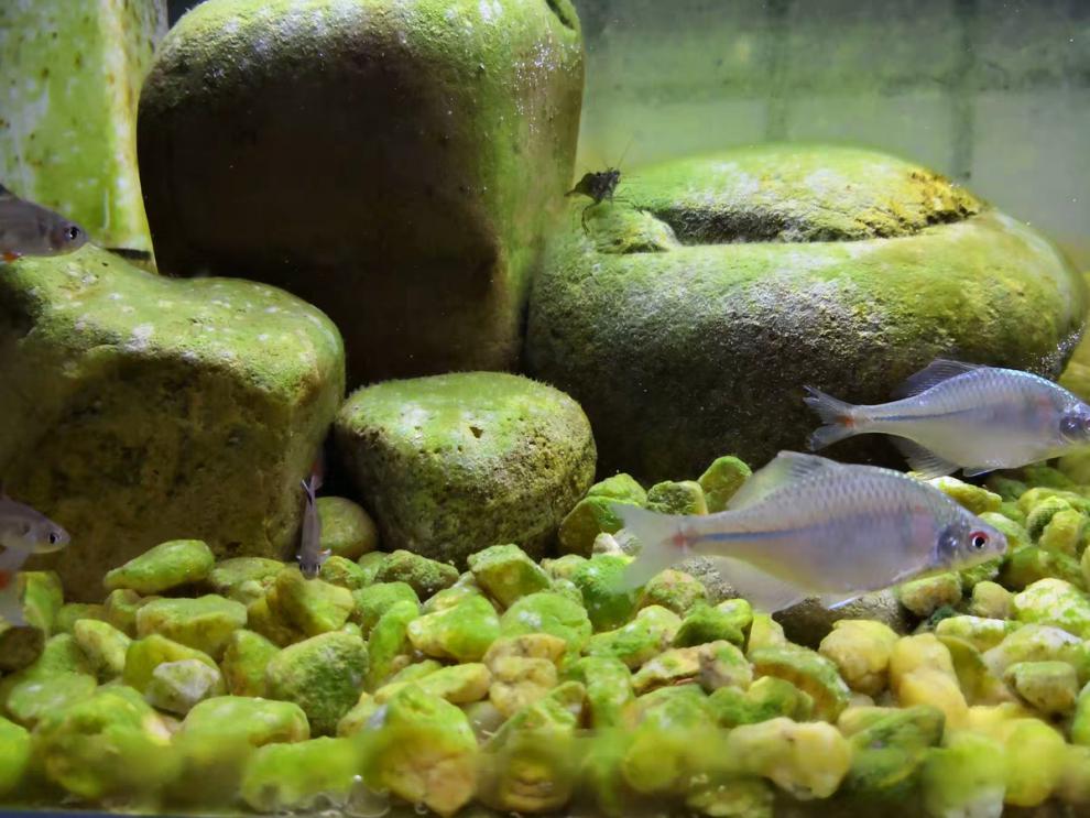 好养淡水观赏鳑鲏鱼七彩石旁皮除藻冷水鱼活体原生群游鱼菜板鱼 限时4