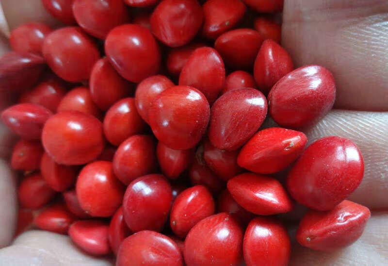 原创红豆相思豆手工制作红豆血菩提子原种相思子手链摆饰戒指 相思豆