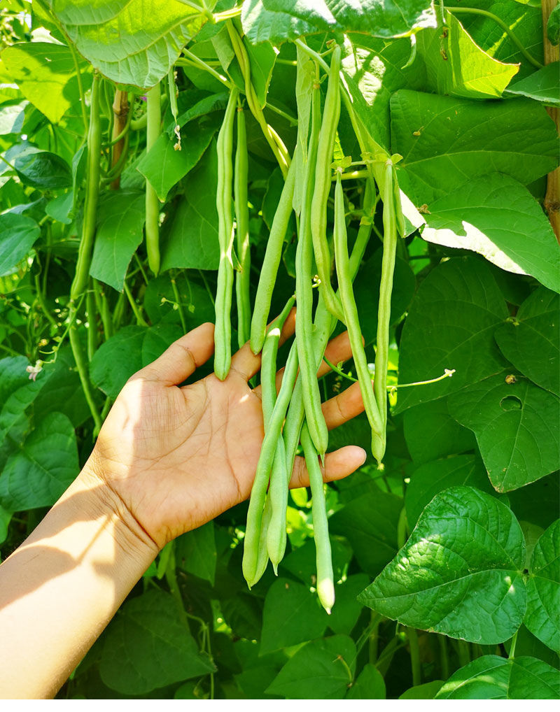 高产早熟有架四季豆种子爬藤四季播芸豆豆角种子红花四季豆种籽 -量大