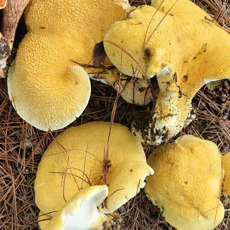 2022现货新鲜黄虎掌菌【顺丰】云南楚雄特产虎掌菌新鲜现发 1000g