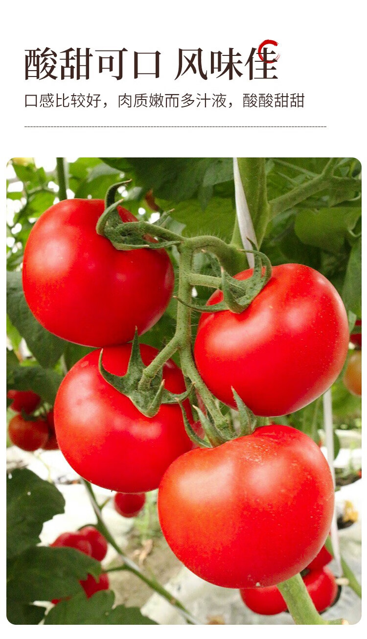 粉果番茄种子以色列奇欧佳美大红果番茄种子秧苗抗病毒病高产西红柿