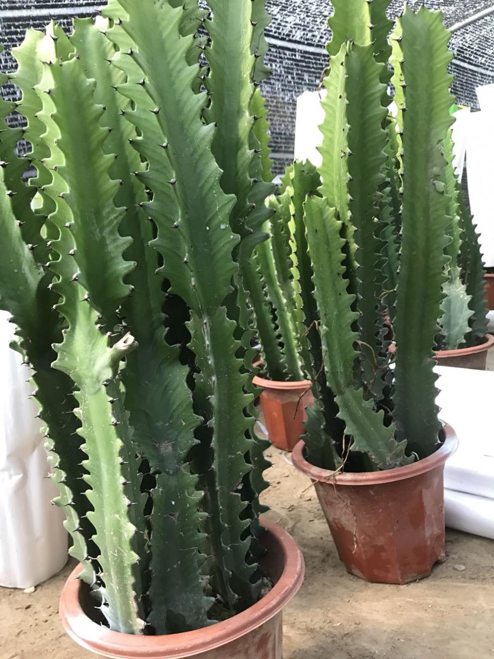 多肉巴西龙骨花量天尺仙人柱大型绿植花卉盆栽 一盆龙骨4颗(40-42厘米