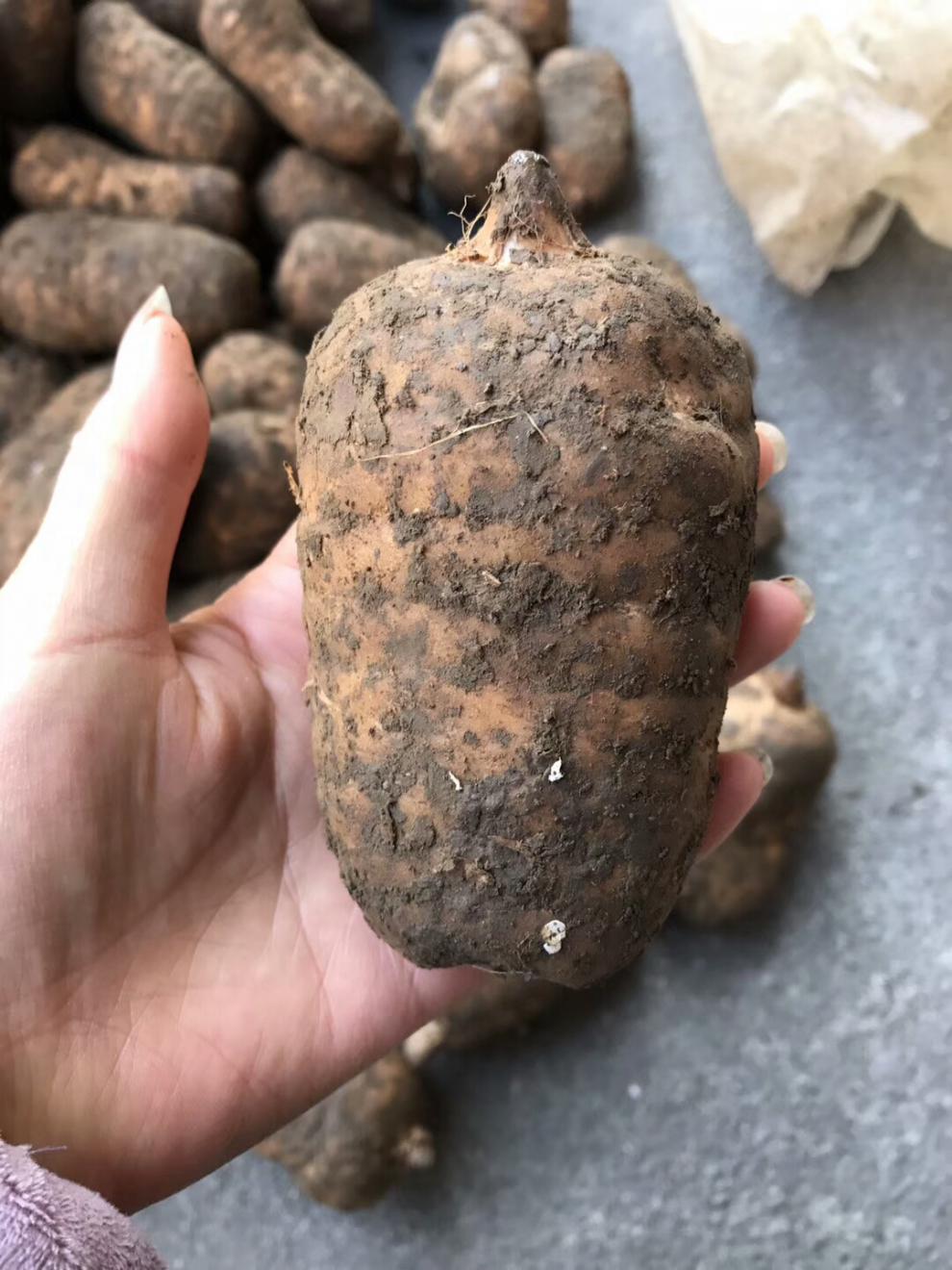 15个一斤云南特产昭通小草坝乌天麻新鲜农家湿天麻现挖伟博