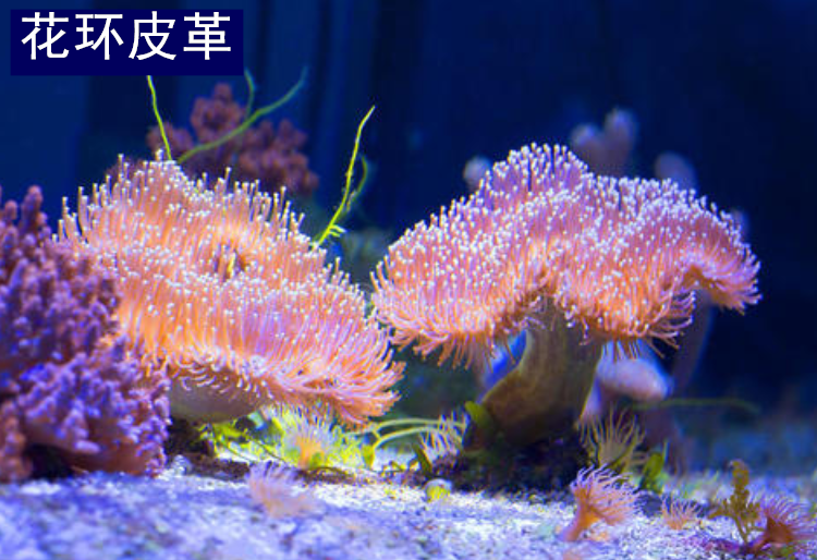 珊瑚活体活物荧光绿皮革珊瑚高脚花环皮革手指皮革绿须皮革珊瑚家养