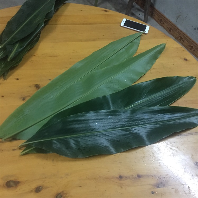 叶儿粑叶子四川宜宾猪儿粑叶子新鲜材料做鸭儿叶良现摘叶子10张