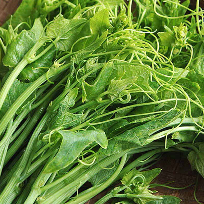 新鲜蔬菜广西农家现摘南瓜尖当季南瓜芽清甜软生鲜南瓜叶 500g【图片