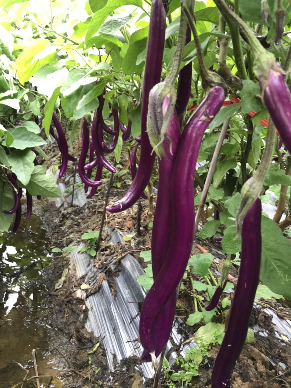 杭茄一号长茄蔬菜,紫长线茄,茄瓜,精品线茄子,圆茄子黑茄 3斤精品大小