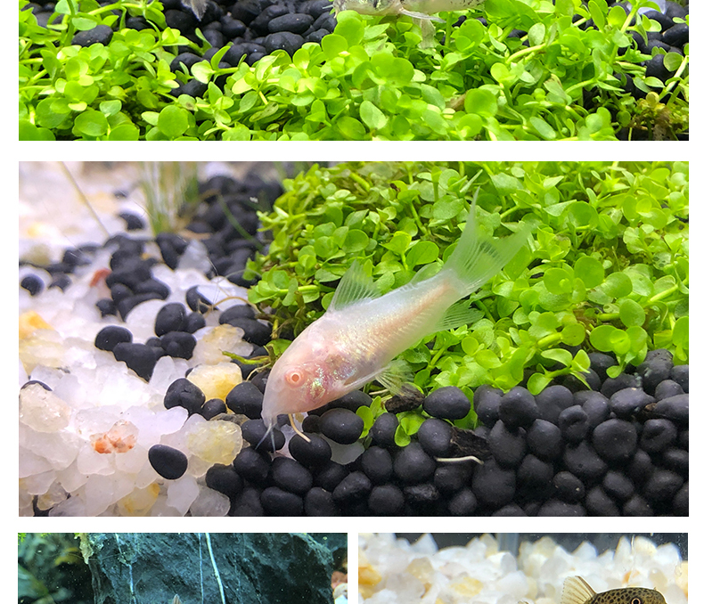 金苔鼠小型观赏鱼活体吃青苔底栖除藻清洁垃圾工具鱼2cm左右花椒鼠5条