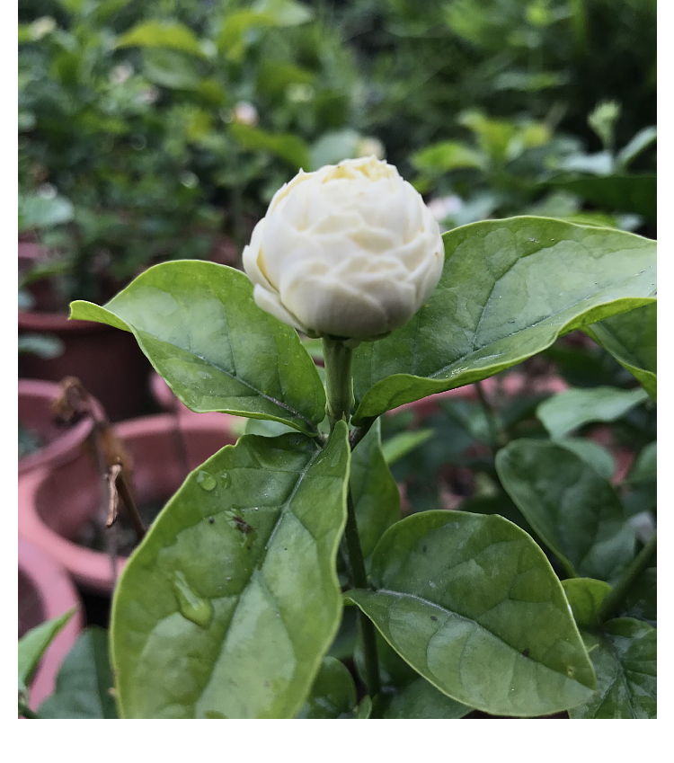 正宗三叶轮生虎头茉莉重瓣狮头茉莉阳台庭院盆栽芳香浓郁带花苞 4年苗