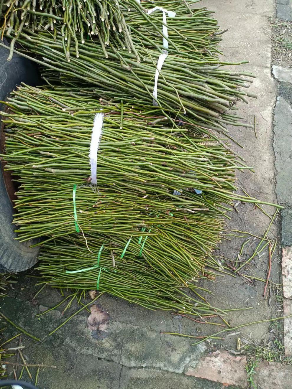 雨花蝶 龙柳鲜枝插花客厅落地插水植物易活观叶水培长根家居装饰好养