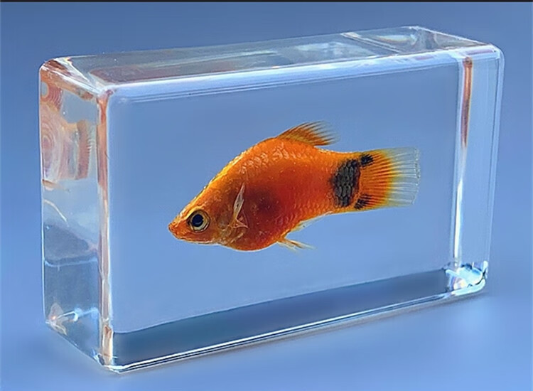 珍贵海洋动物真实鱼树脂标本 热带鱼淡水鱼 早教创意琥珀收藏摆件