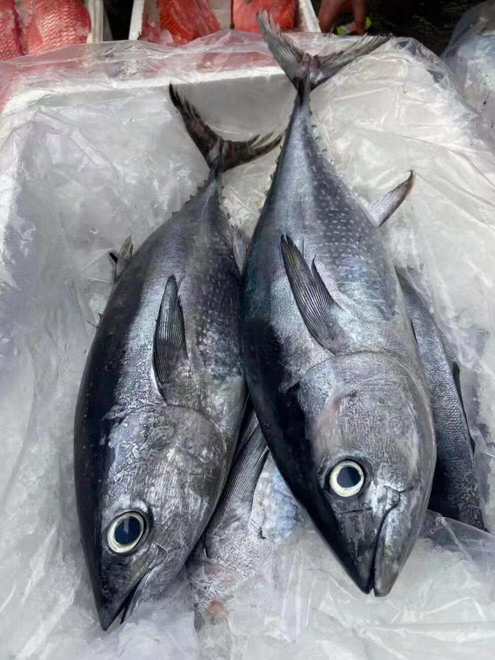 金枪鱼整条新鲜刺身寿司生吃冰鲜冰冻黄旗金枪鱼新鲜10100斤可选华奥