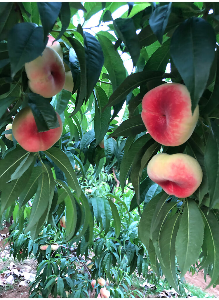 鹿凌青蟠桃北京水蜜桃潘桃扁桃新鲜水果桃子顺丰约5斤礼盒顺丰发货
