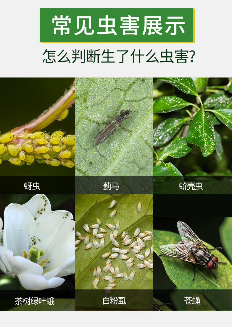 2022新款罗汉松杀虫剂专用 罗汉松花卉杀虫剂专用植物土壤灭盆栽小