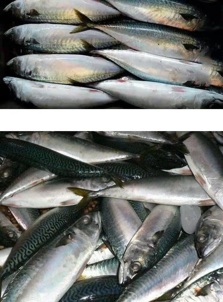 青鱼鲅鱼青占鱼新鲜鲅鱼特大青花鱼青条鱼深海鲐鲅鱼批发海鲜鱼类斓维