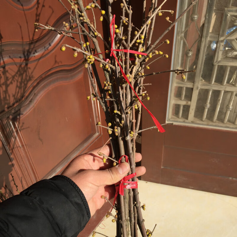 花姬干枝腊梅浓香型水培鲜切花植物泡水插花梅条真花摆件室内客厅12
