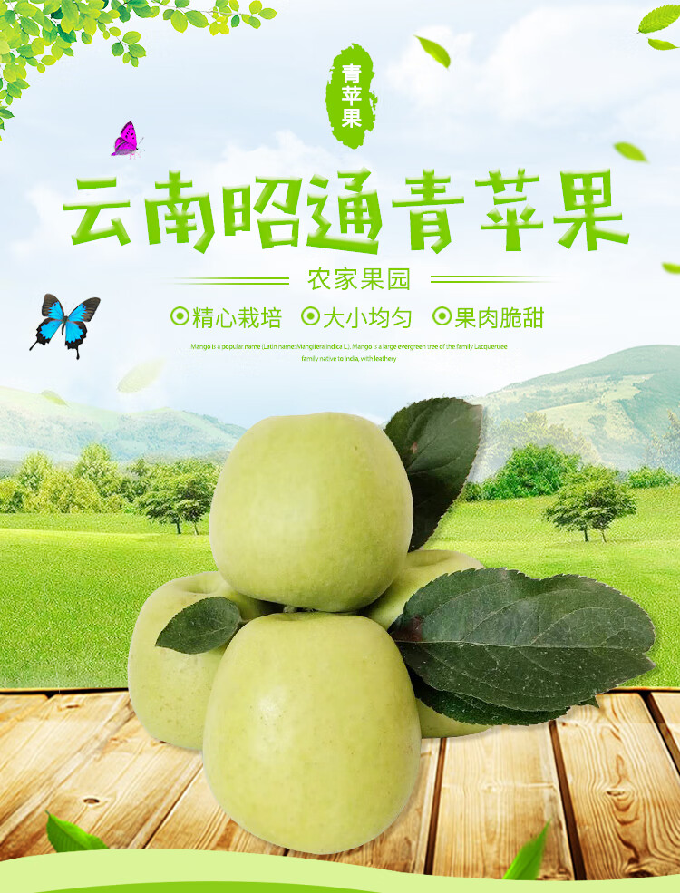 颜曼菁 现摘云南昭通金帅青苹果新鲜酸脆甜平果应当季水果1整箱 5斤