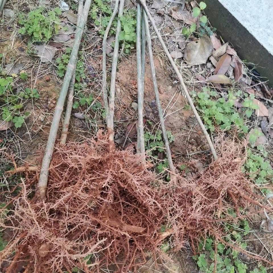 江影清实心竹绿化竹子苗实心文玩玉竹苗好成活盆栽庭院四季常青地栽