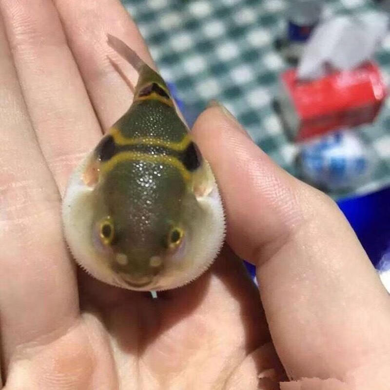 嘉瑰鱼观赏鱼潜水艇鱼气泡鱼鼓包鱼冷水观赏鱼会生气的鱼弓斑79cm一条