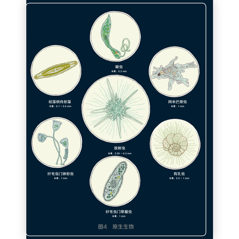 微觀世界 繪本 彩色插圖100種微型生物紀錄片式兒童科普圖畫書7到10歲