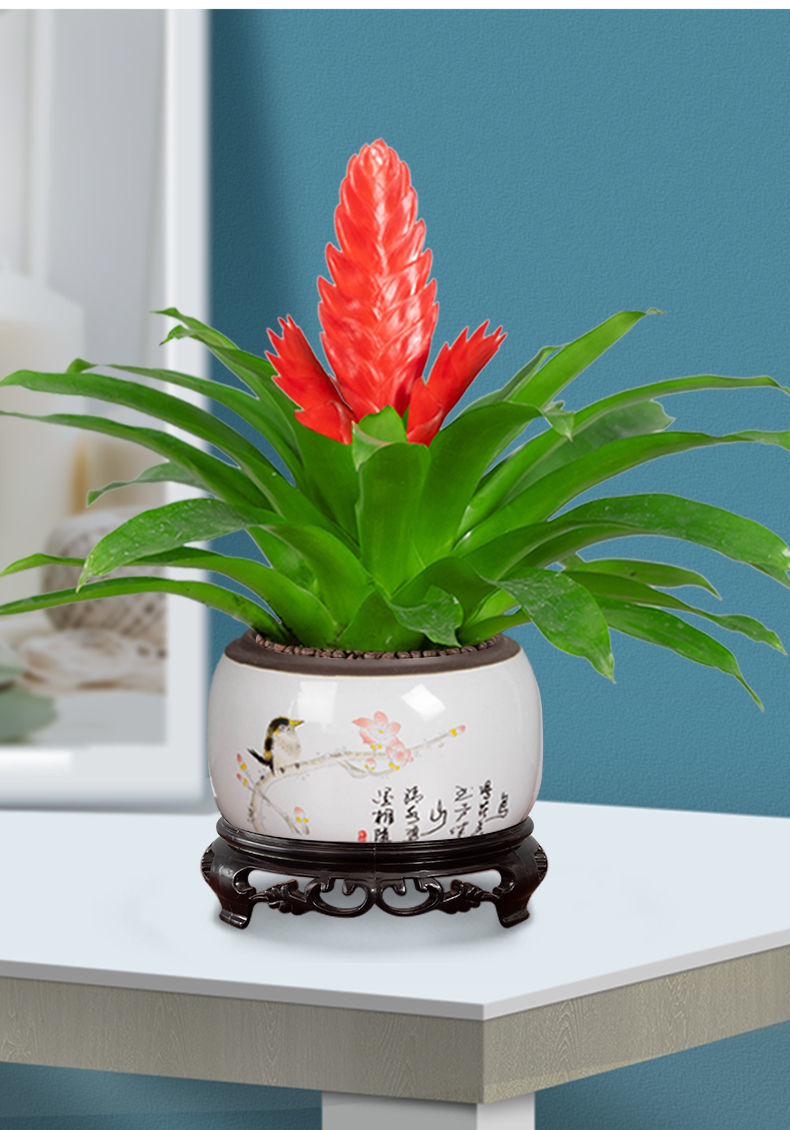 鸿运当头玉扇手花卉绿植盆栽万年红室内好养办公室客厅开花 手 鸟语