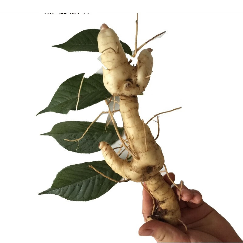 黄精种芽深山现挖新鲜黄精种苗芽种鸡头根甜黄精干黄精500克一斤