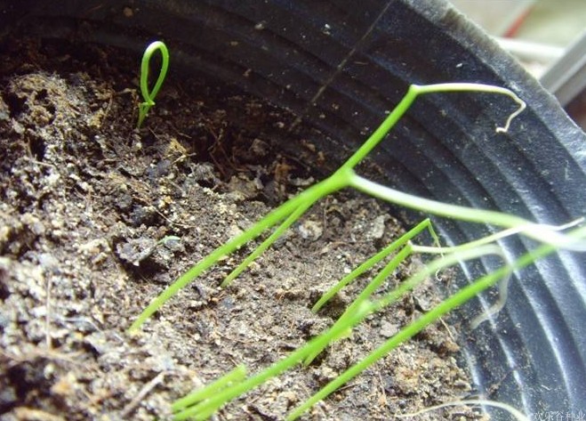 小香葱种子四季室内阳台盆栽分葱种籽春季播种农家蔬菜种孑小葱籽