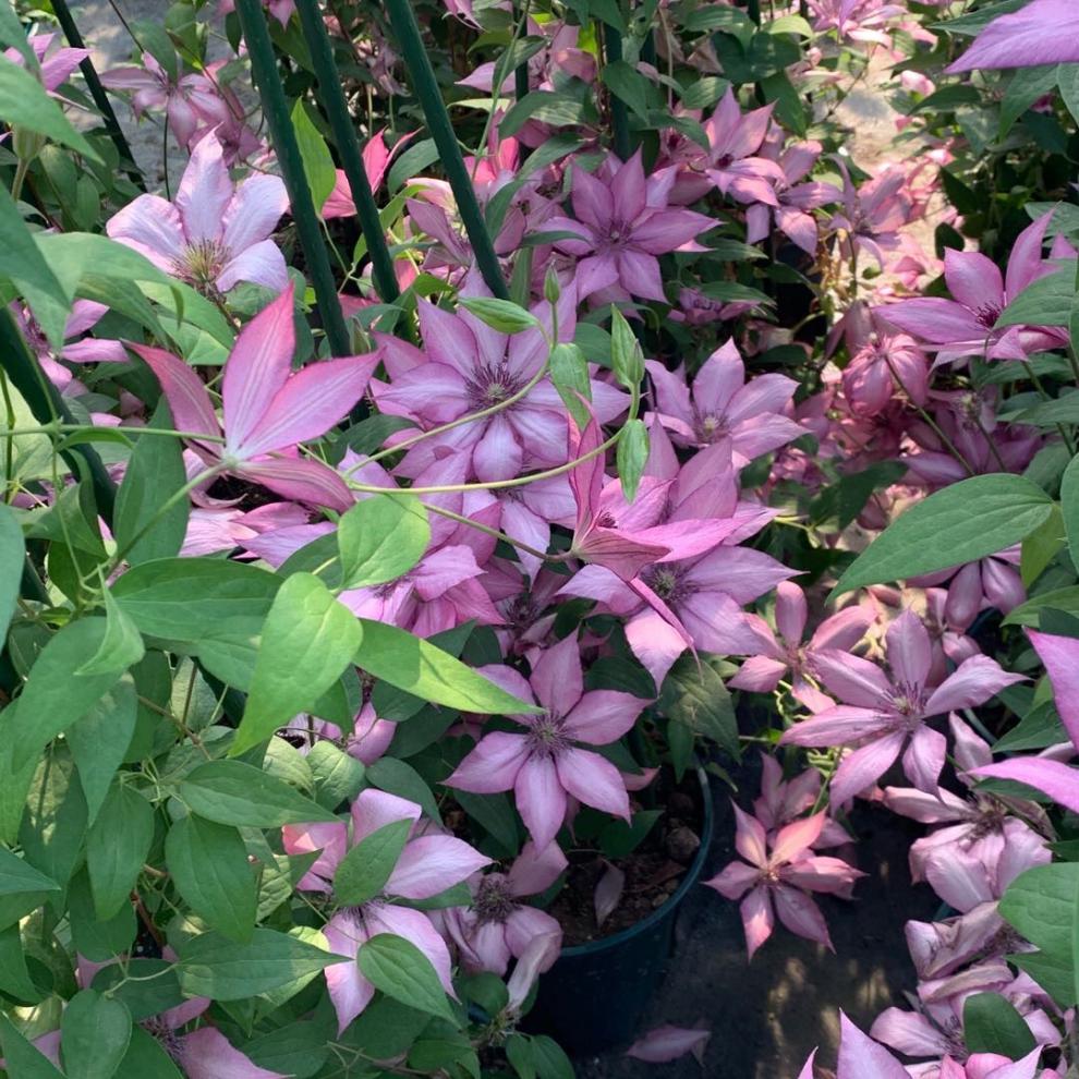 铁线莲约瑟芬新幻紫幸运符昼天使乌托邦庭院花园盆栽爬藤花卉植物 小