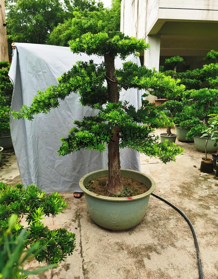 大型罗汉松园艺盆景树桩盆栽植物四季常青绿植庭院金钻迎客松酉卡伊(u
