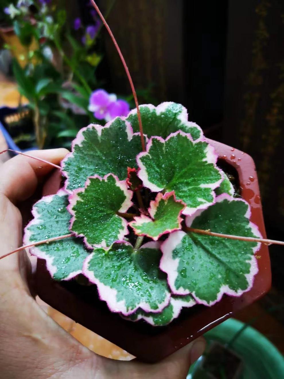 虎雀一朵基地姬虎耳草屋久岛雪之下七变化山野草案头绿植日本御所车