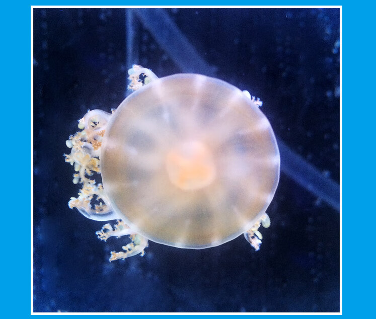 倒立水母活体安朵仙水母朝天仙后小水母宠物梦幻车轮水母活体宠物