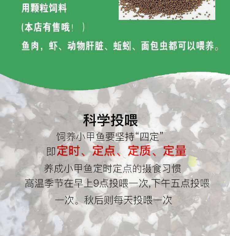 外塘小甲鱼苗中华鳖苗活体水体水鱼苗王八团鱼苗龙鱼饲料养殖46克养了