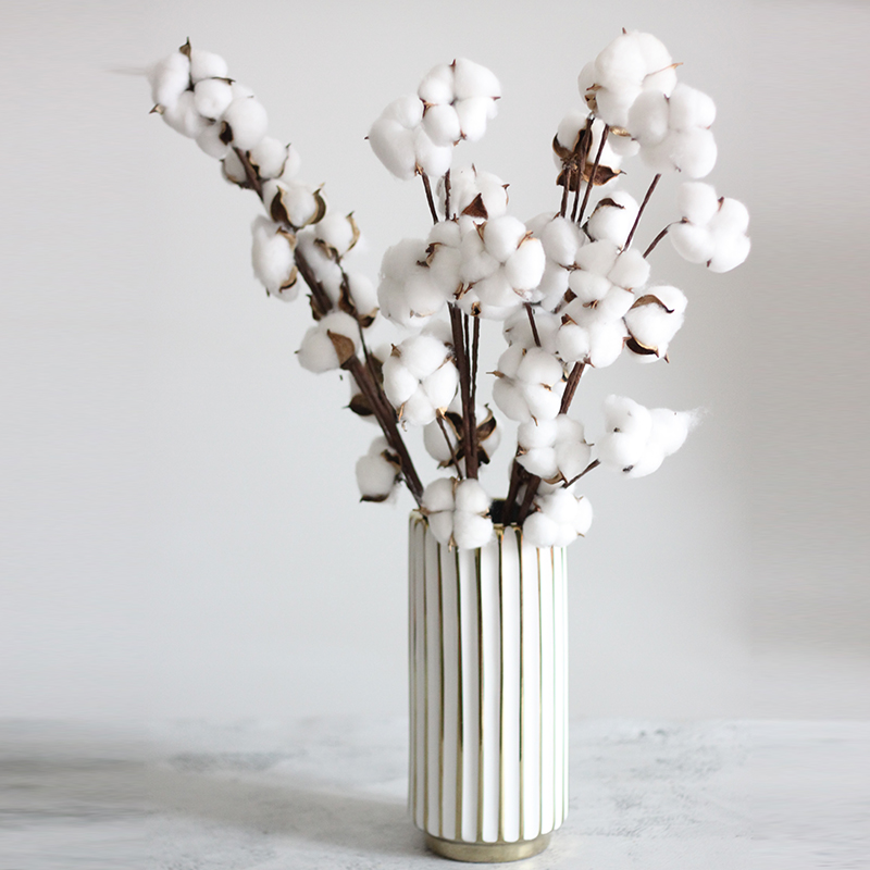 天然棉花干棉花干花花束新疆真棉花大枝北欧装饰ins风客厅插花 6头