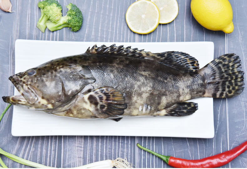 东山岛冷冻石斑鱼深海龙胆石斑鱼海捕海鲜水产新鲜海鱼鲜活捕捞中等