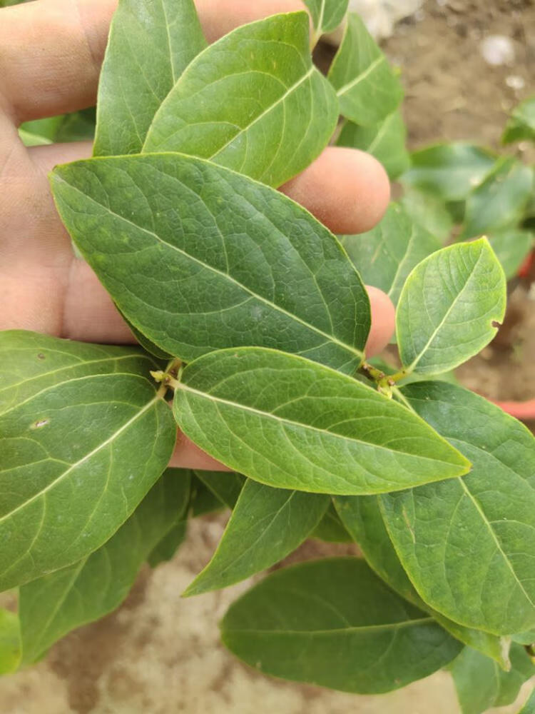 旺之春腊梅盆素心腊梅盆栽腊梅花树苗浓香型室内秋冬季室外庭院老桩