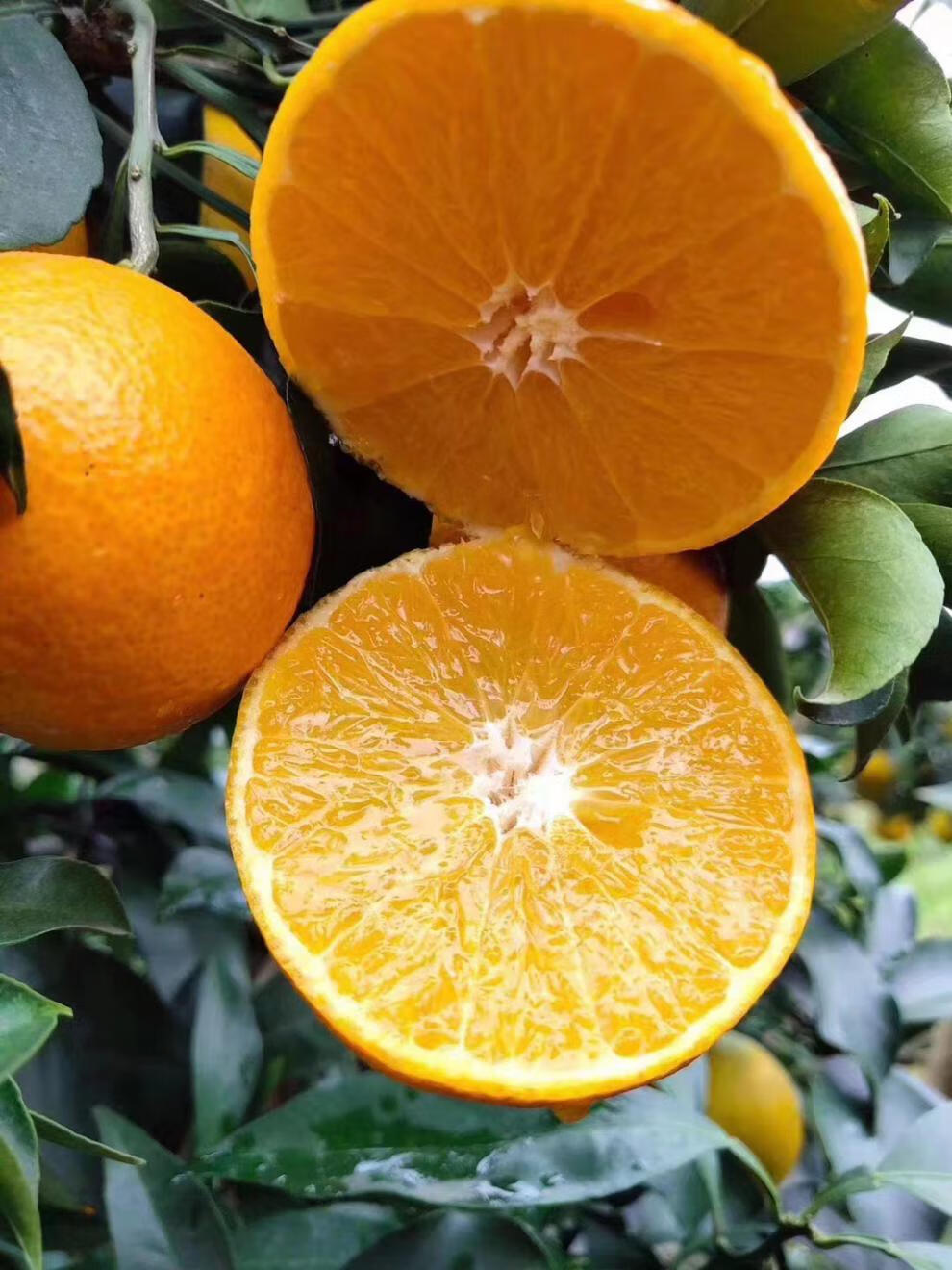 爱媛38号果冻橙橘子新鲜水果时令柑橘生鲜爱媛果冻橙 小果3斤【图片