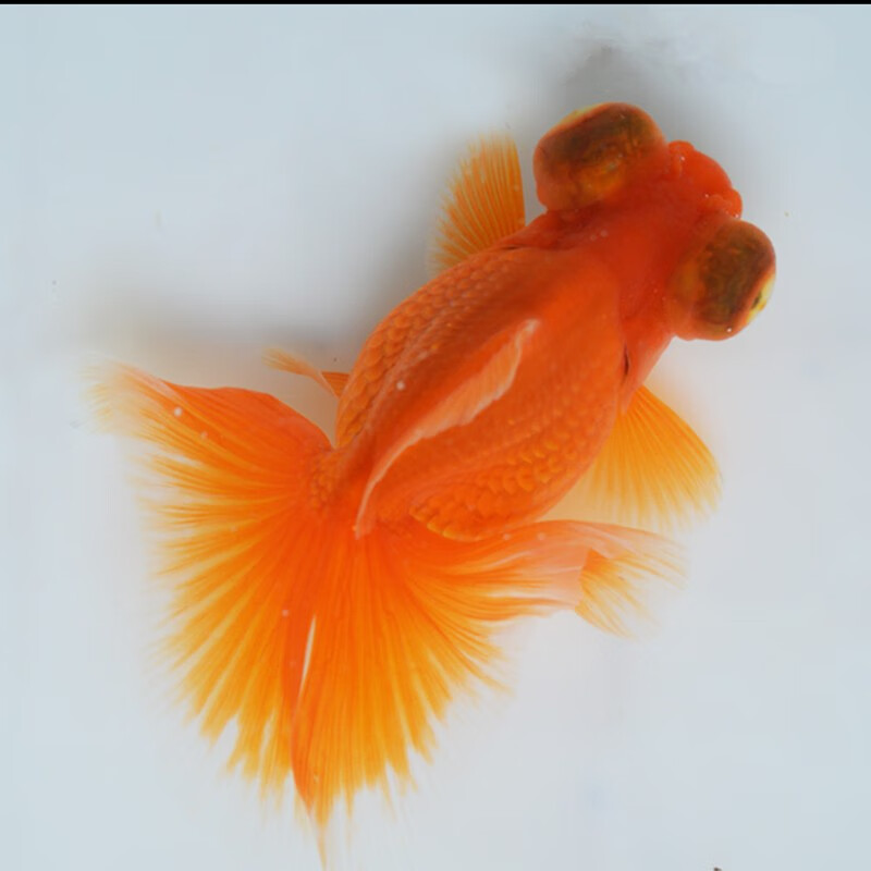 金鱼活体变色观赏鱼包金红色五花麒麟红白冷水鱼苗 【五花蝶尾】精品