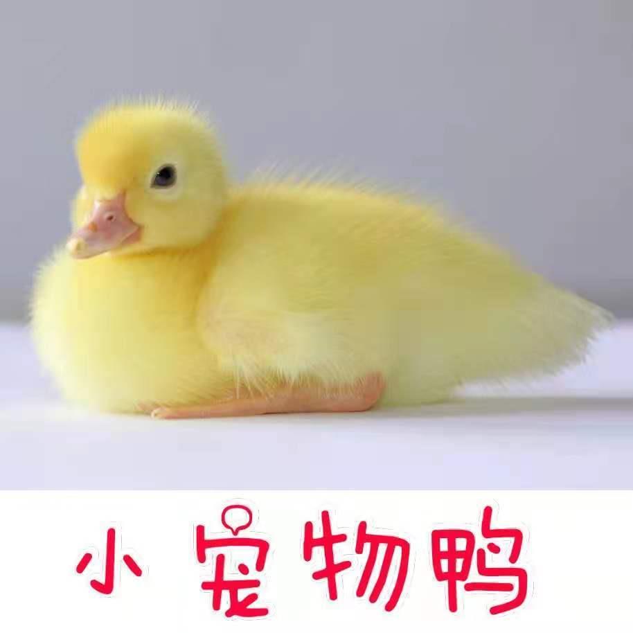 宠物鸭活体活的真网红活物儿童长不大抖音同款精品小黄鸭一只加一只