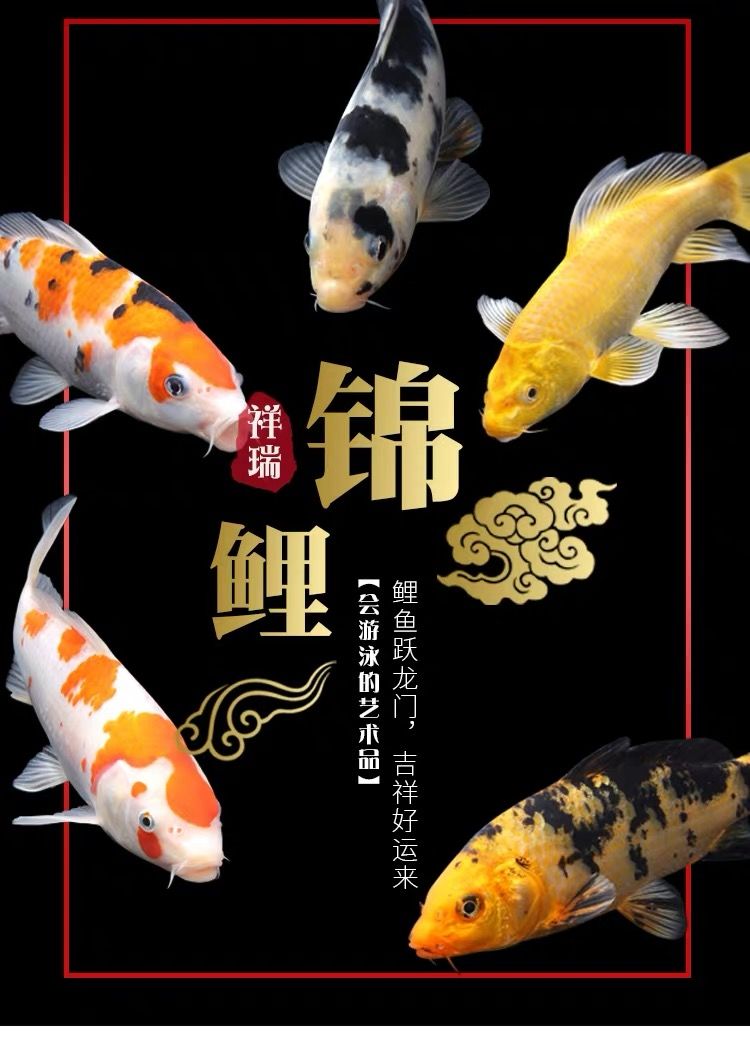 榮鬱錦鯉黑金錦鯉龍鳳黑金錦鯉鎮宅錦鯉風水魚冷水魚包活 黑 白 黃8