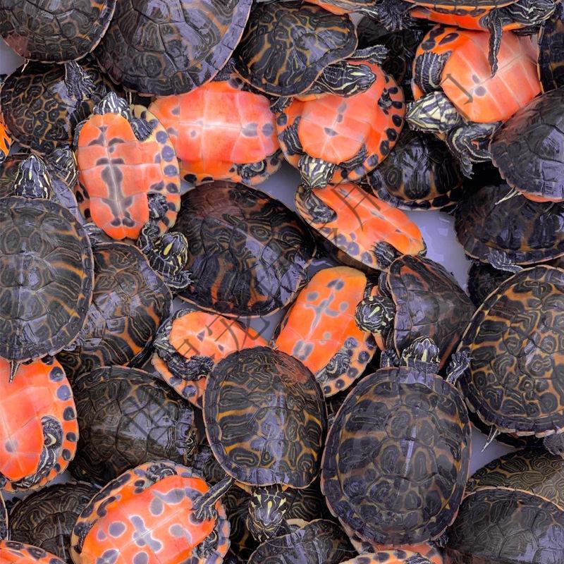 采缇(caiti)火焰龟活体活物小乌龟宽纹鱼缸深水吃粪龟观赏宠物龟苗龟