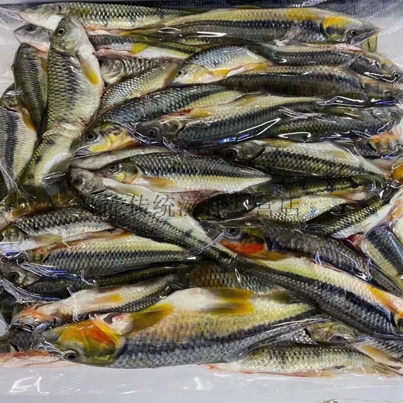 千島湖溪水石斑魚紅腹光唇魚新鮮活魚淡水冷水小溪魚活魚現殺 1斤活魚