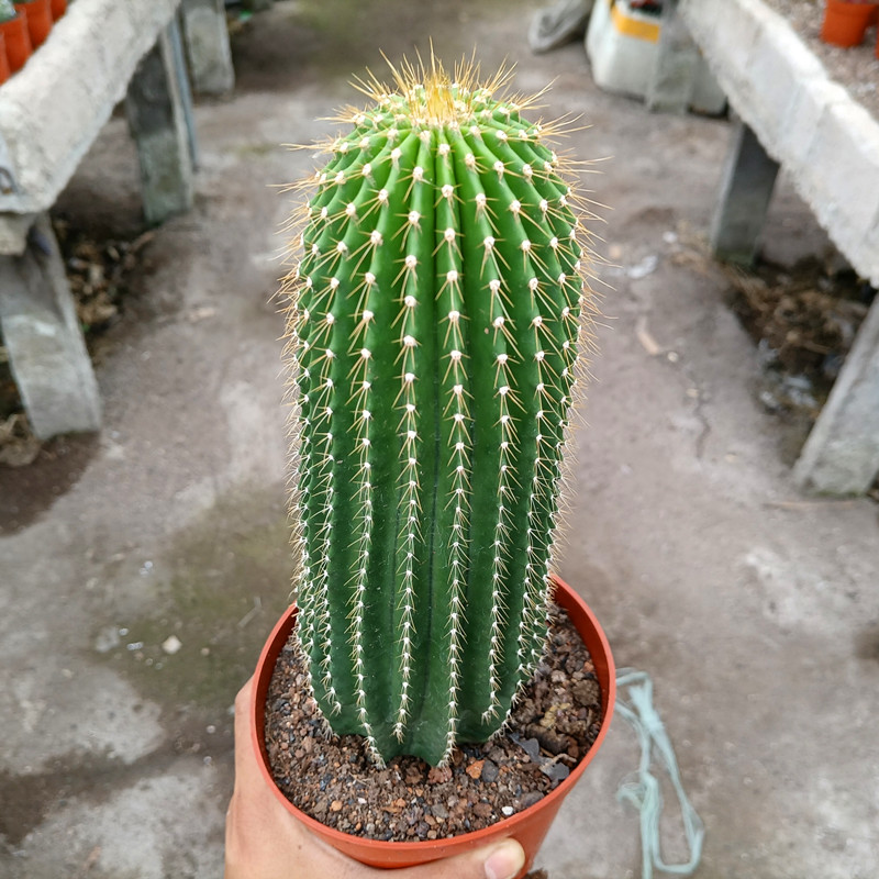 仙人球 办公桌 仙人掌盆栽多肉植物超大飞碟毛花仙人柱凤龙开大花多肉