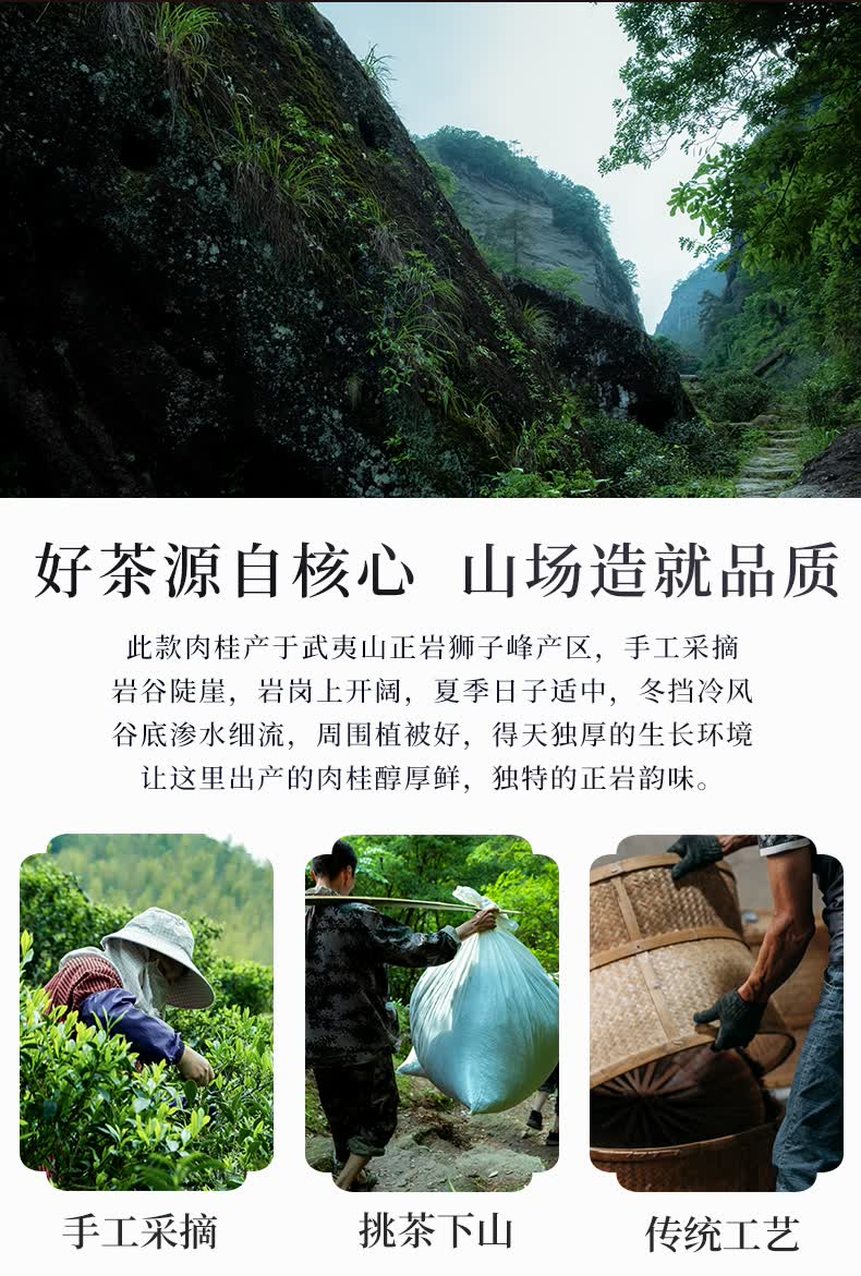5折武夷大红袍茶叶肉桂茶散装特级狮子峰正岩肉桂袋装500g花果香