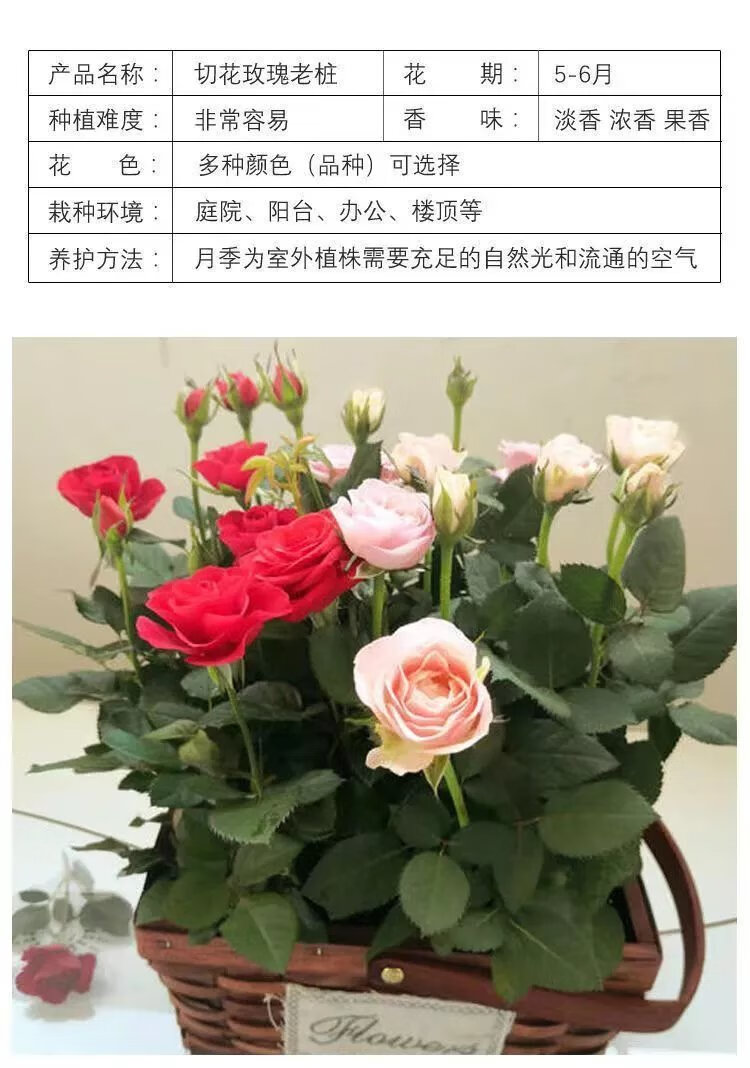 15，玫瑰花苗老樁月季特大植物室內外盆栽陽台四季開花卉不斷好養易活 香格裡拉包對版四季開花+肥料 不含盆