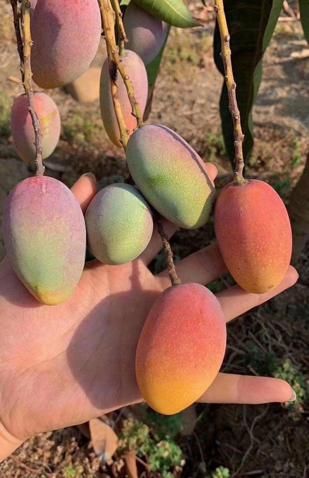 玫栀四川攀枝花小贵妃芒果彩色芒农产品新鲜水果小贵妃一级果4500g