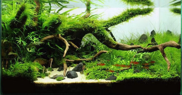 活体摩丝真水草沉木莫丝鱼缸水族箱造景装饰凤尾苔莫斯沉木15cm左右